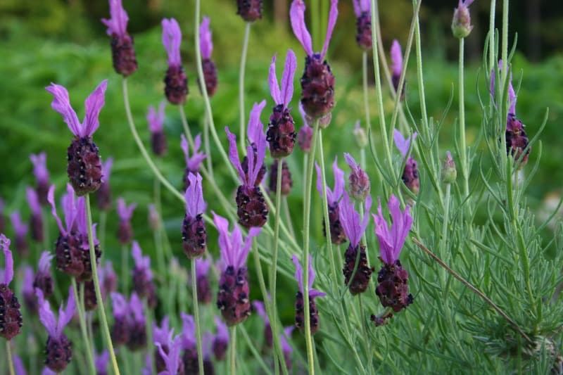 Rising Lavender – Dwelling Backyard Pleasure