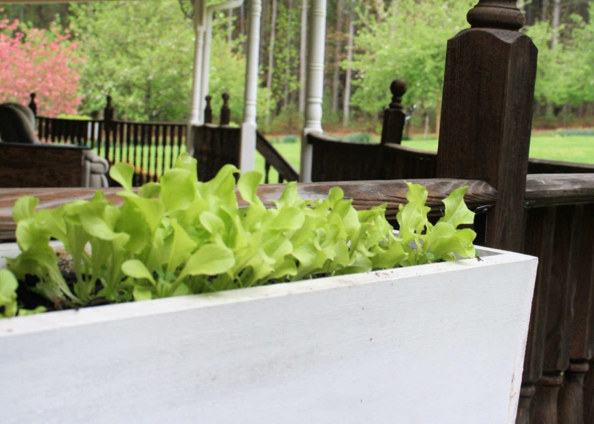 Simple Ideas for Rising Lettuce in Containers