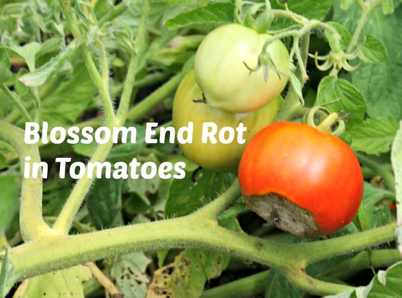 Stop and Deal with Blossom Finish Rot in Tomatoes